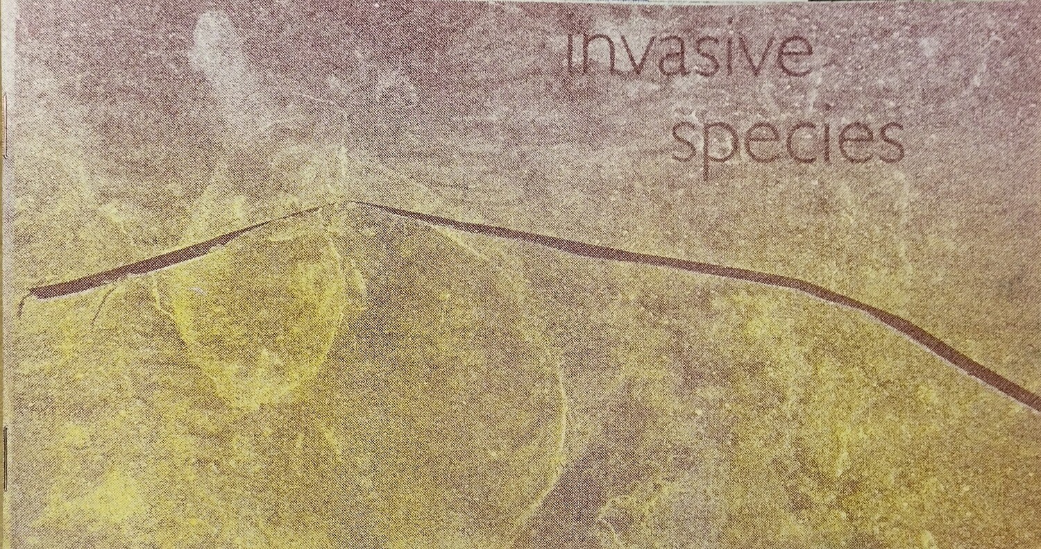 Invasive Species - Risograph Zine by Jessica Hoffman