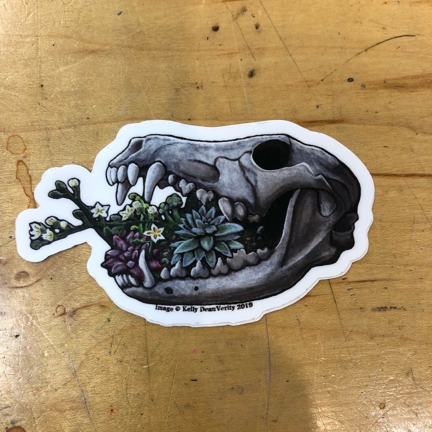 Coyote Skull with Succulents - Sticker by Kelly Dean Verity
