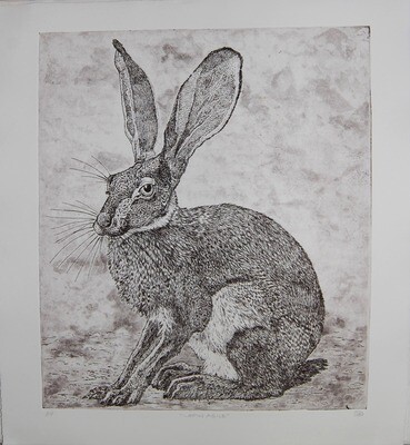 Jack Rabbit - Etched Print by Lynn Rosskamp
