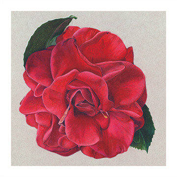 Camellia - Print by Laura Emery