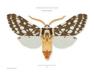 Silver-spotted Tiger Moth - Giclée Print by Francesca Udeschini