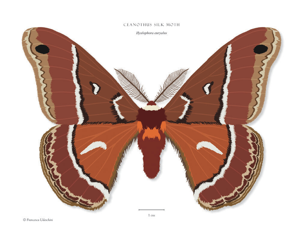 Ceanothus Silk Moth - Giclée Print by Francesca Udeschini