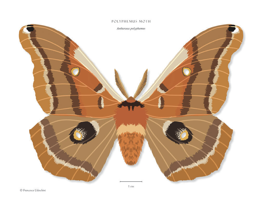 Polyphemus Moth - Giclée Print by Francesca Udeschini