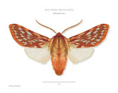 Rosy Aemilia Tussock Moth - Giclée Print by Francesca Udeschini