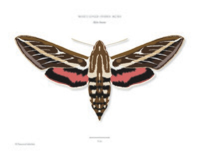 White-lined Sphinx Moth - Giclée Print by Francesca Udeschini
