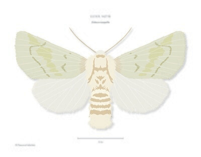 Elder Moth - Giclée Print by Francesca Udeschini