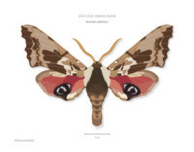 One-eyed Sphinx Moth - Giclée Print by Francesca Udeschini