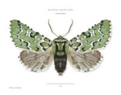 Deceptive Sallow Moth - Giclée Print by Francesca Udeschini