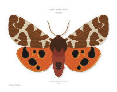Great Tiger Moth - Giclée Print by Francesca Udeschini