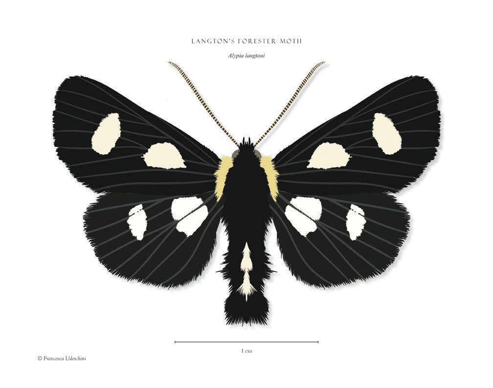Langton's Forester Moth - Giclée Print by Francesca Udeschini