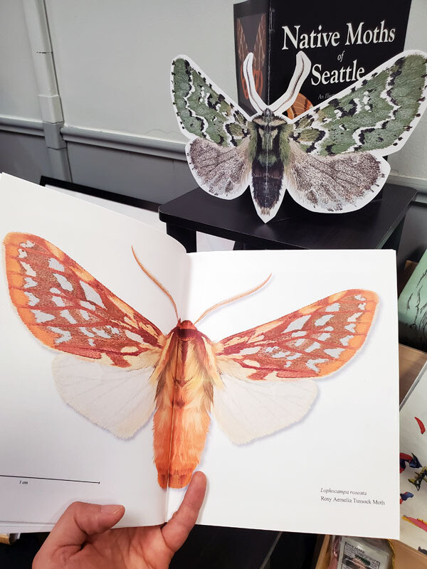Native Moths of Seattle - Book by Francesca Udeschini