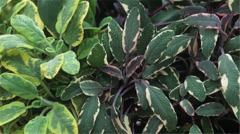 Подрезка шалфея. Обрезка лаванды. Лаванда стелющаяся. Обрезают ли шалфей на зиму осенью. Лаванда шалфей вереск.