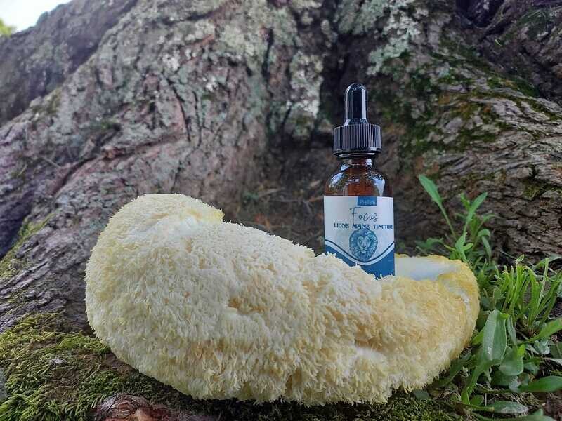 Lions Mane Tincture