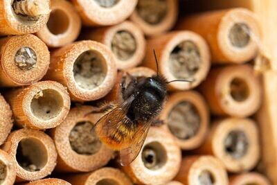 Bienenhotels