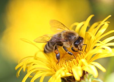Bienen & Hummeln