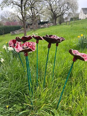 Mohnblumen & Mohnkapseln