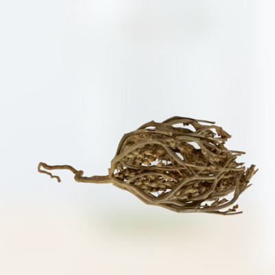 Flower of  Maryam Booti Anastatica Hierochuntica Herb Seed - Dried Chaste tree عشبة كف مريم