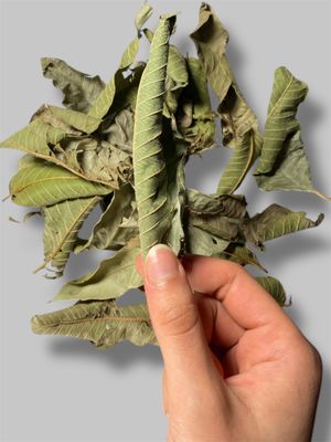 Guava dried leaf ورق الجوافة