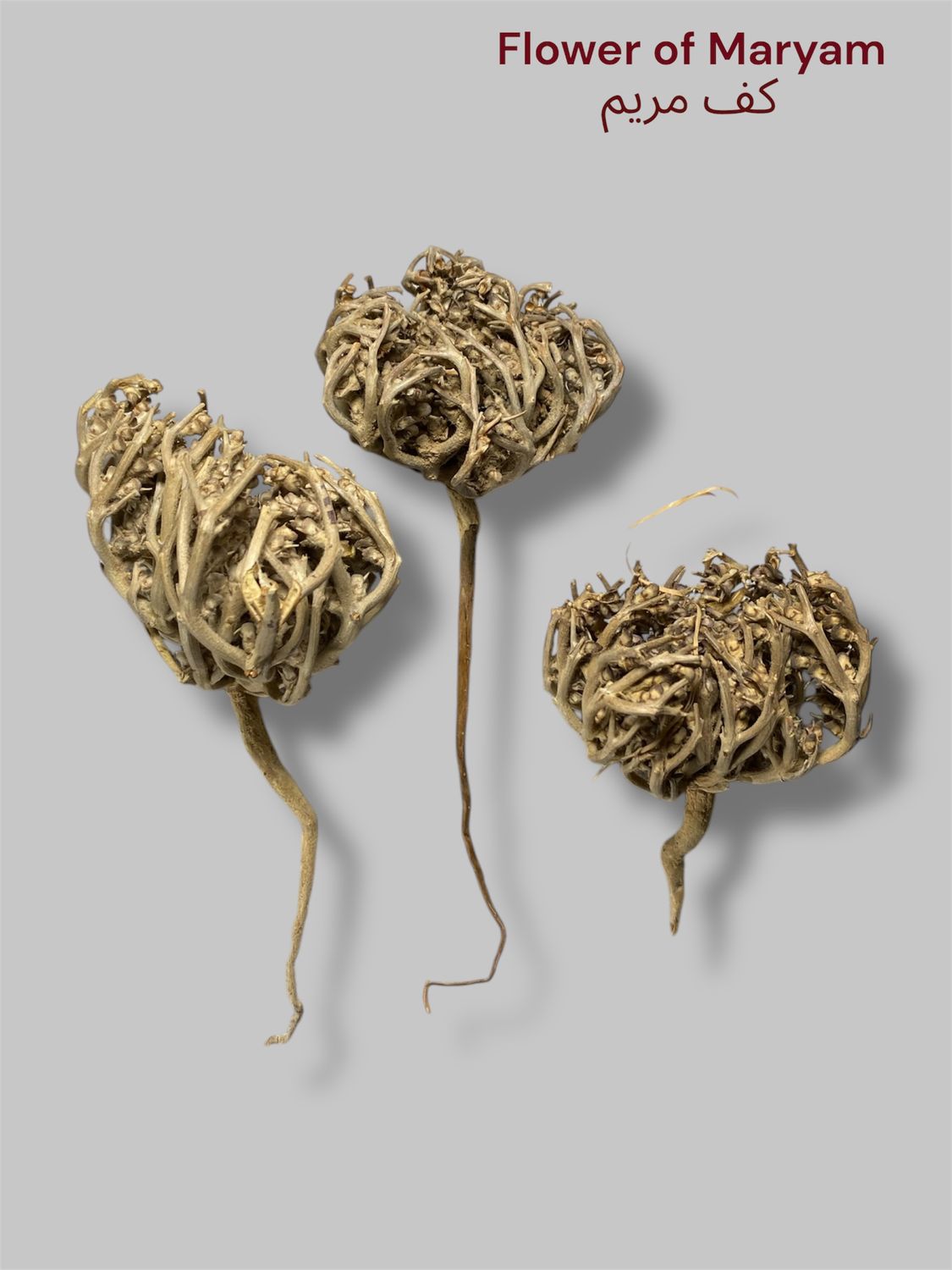 Flower of  Maryam Booti Anastatica Hierochuntica Herb Seed - Dried Chaste tree عشبة كف مريم