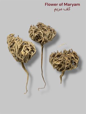 Flower of  Maryam Booti Anastatica Hierochuntica Herb Seed - Dried Chaste tree عشبة كف مريم