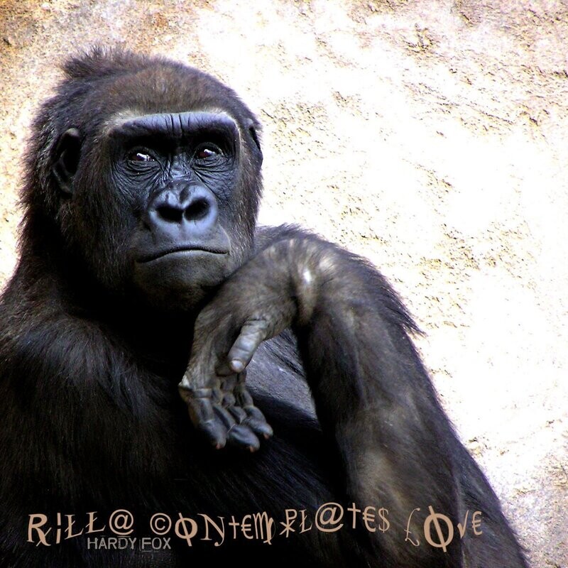 PR-036.1 -  Hardy Fox – Rilla Contemplates Love -  red vinyl - LP