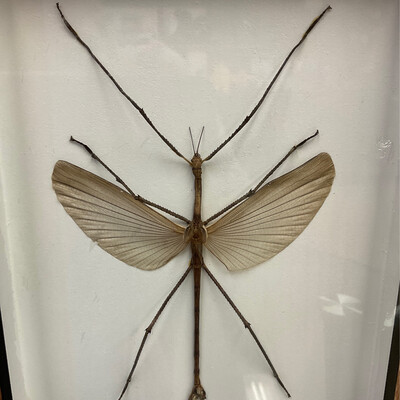 8X12 WINGED WALKING STICK