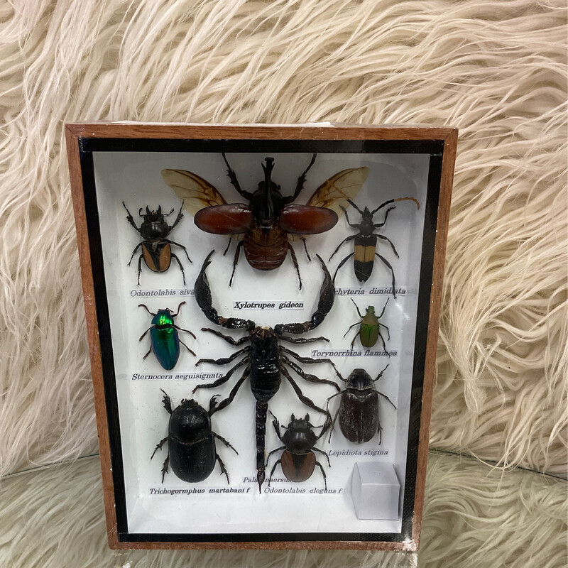 8X6 MEDIUM MULTI BUG