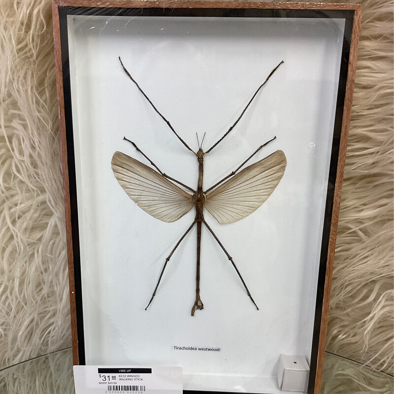 8X12 WINGED WALKING STICK