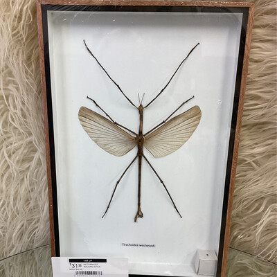 8X12 WINGED WALKING STICK