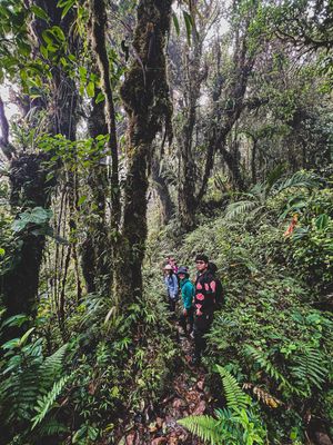 FULL DAY SENDERO EL PIANISTA DESDE BOQUETE, CHIRIQUÍ (TOUR PRIVADO PARA 4 PERSONAS)