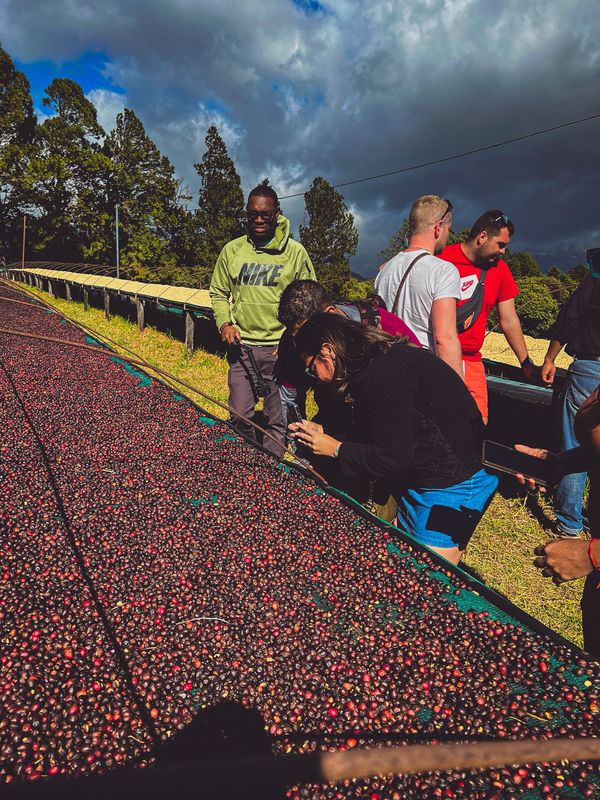 FULL DAY COFFE EXPERIENCE &amp; FRUTOS ROJOS , BOQUETE (TOUR COMPARTIDO O PRIVADO)