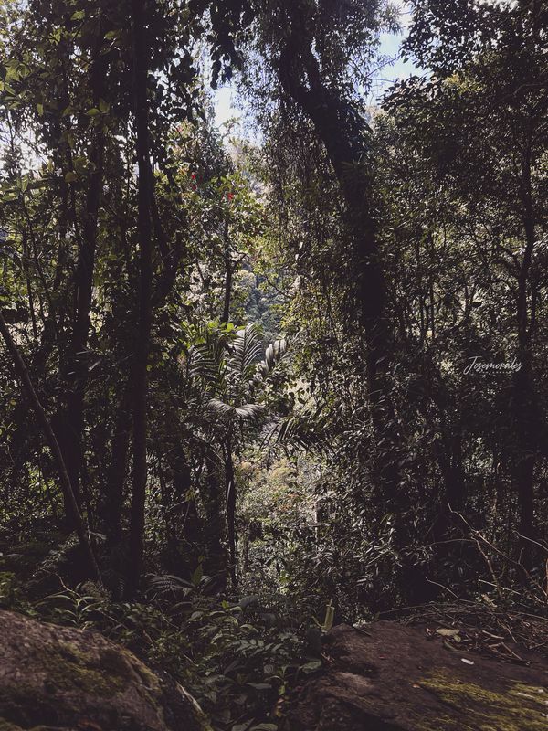 FULL DAY HIKE THE LOST WATERFALLS  , CHIRIQUÍ (TOUR COMPARTIDO O PRIVADO)