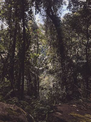 FULL DAY HIKE THE LOST WATERFALLS  , CHIRIQUÍ (TOUR COMPARTIDO O PRIVADO)