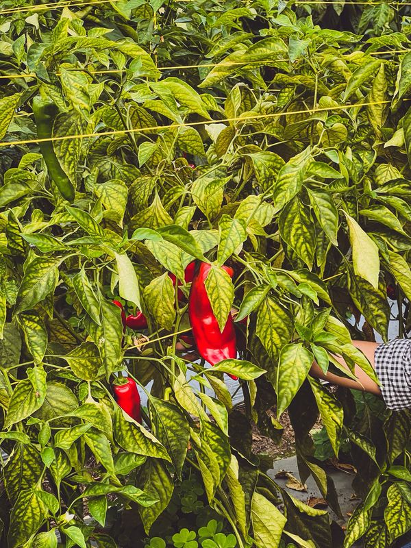 HALF DAY TOUR EN BOQUETE VEGGIES FARM TOUR , BOQUETE (TOUR COMPARTIDO O PRIVADO)