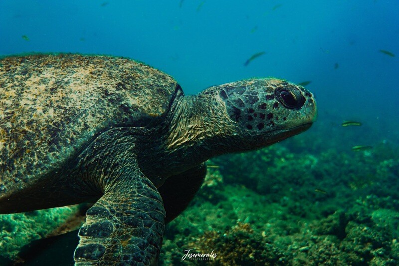 FULL DAY PARQUE NACIONAL COIBA + TEMPORADA DE AVISTAMIENTO DE BALLENA  (Grupal compartido) Desde Panama