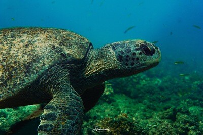 FULL DAY PARQUE NACIONAL COIBA + TEMPORADA DE AVISTAMIENTO DE BALLENA  (Grupal compartido) Desde Panama