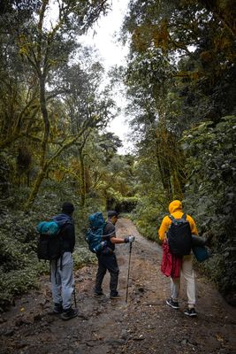 TOUR HIKE &amp; CAMPING VOLCÁN BARU RUTAS DESDE PASO ANCHO.