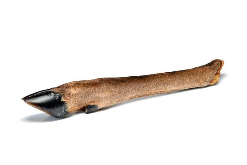 Large Deer Leg Without Fur
