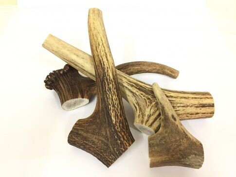 Deer Antlers