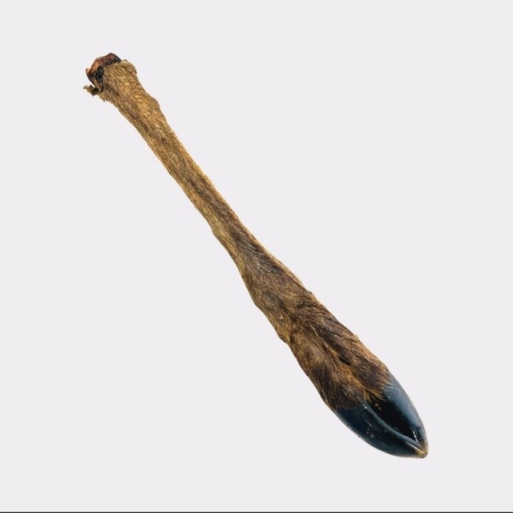Large deer leg with fur