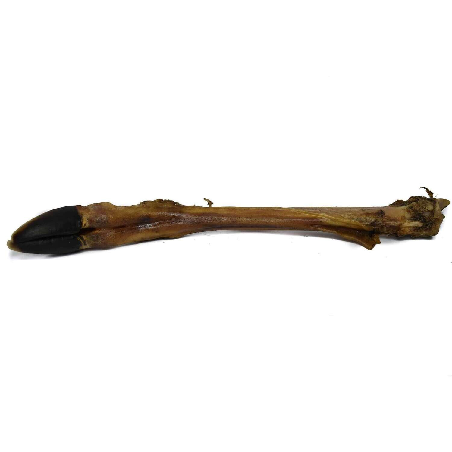 Small Deer Leg Without Fur