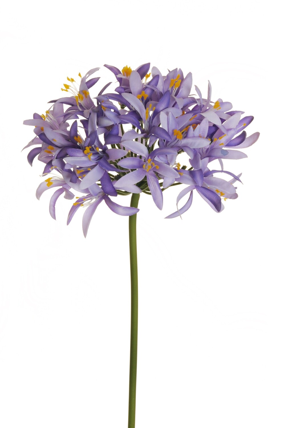 AGAPANTHUS 83 CM 2 BLUE