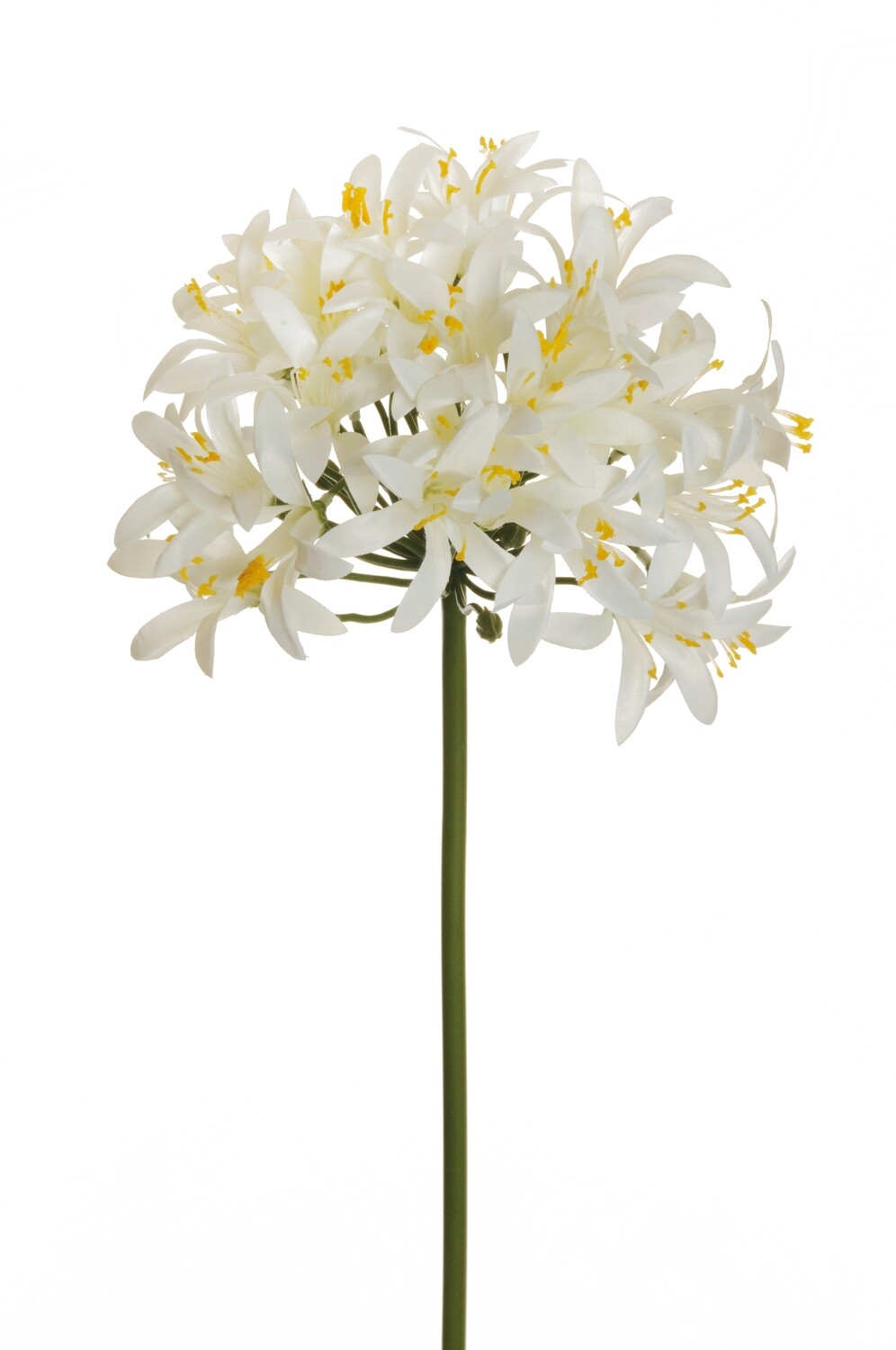 AGAPANTHUS 83 CM BIANCO
