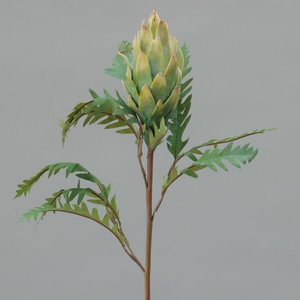 RAMO PROTEA  CM73 GREEN