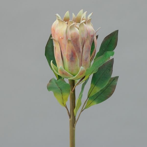 RAMO PROTEA  CM66 GREEN PURPLE