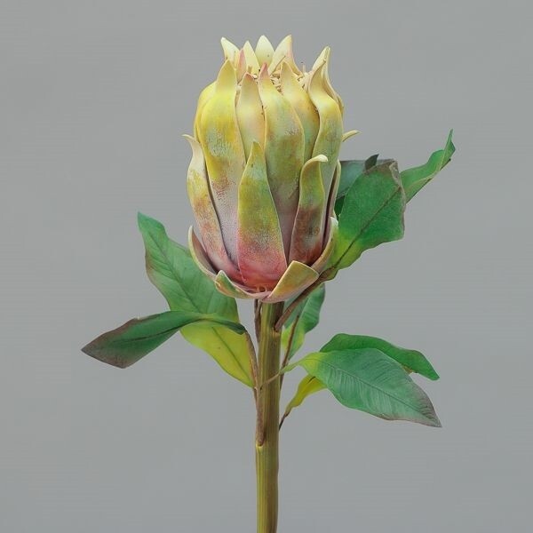 RAMO PROTEA  CM66 GREEN