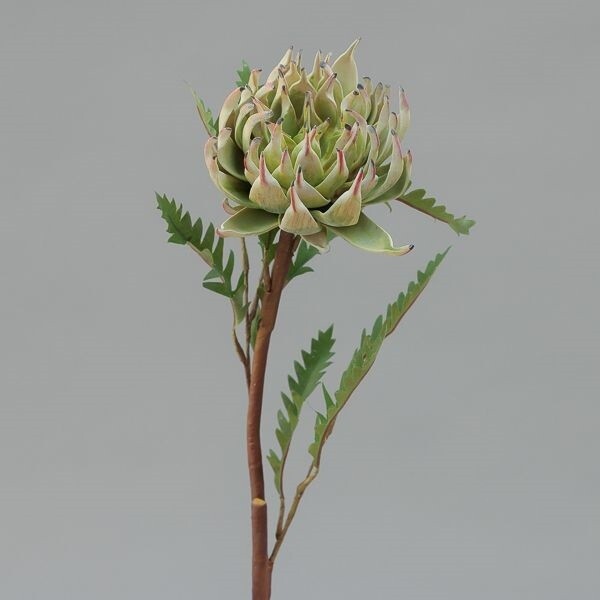 RAMO PROTEA  CM 58 GREEN