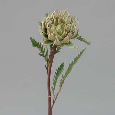 RAMO PROTEA  CM 58 GREEN