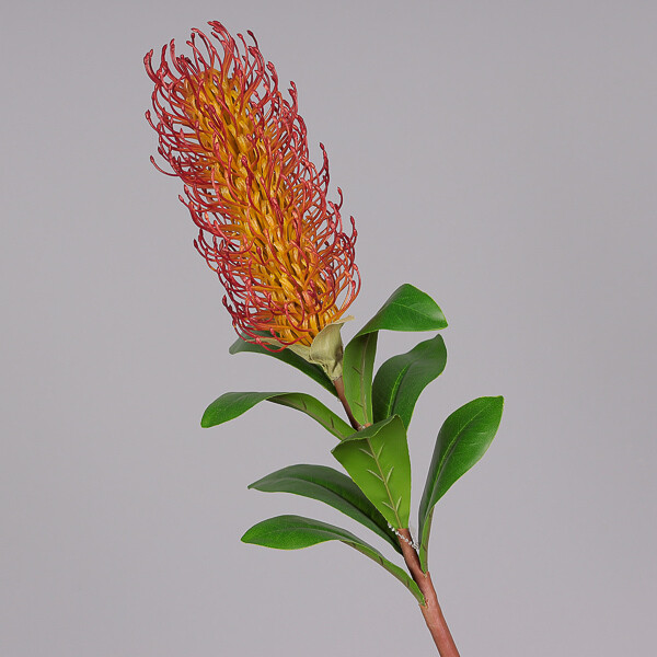 RAMO PROTEA CM 72 RED