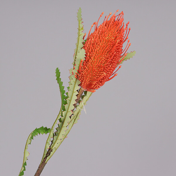 RAMO PROTEA CM 71 ORANGE